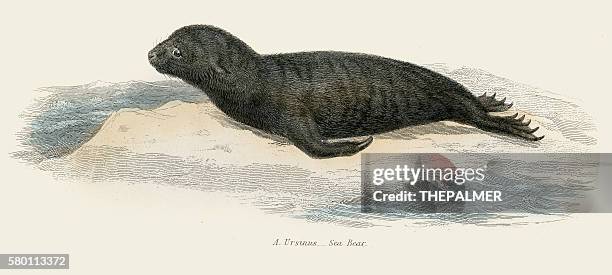 43点のオットセイイラスト素材 Getty Images 43点のオットセイイラスト素材 Getty Images