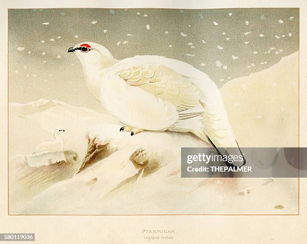 ptarmigan bird engraving 1900 - ptarmigan stock illustrations