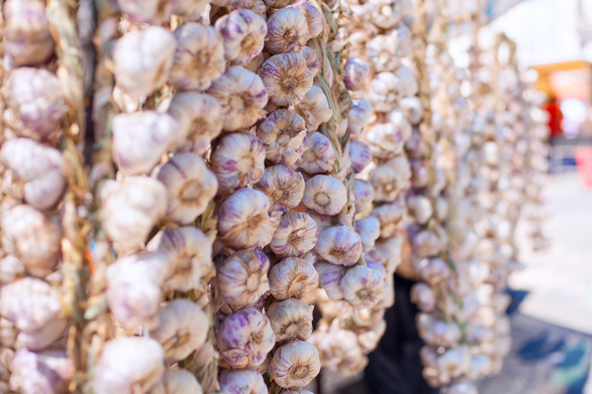 garlic festival