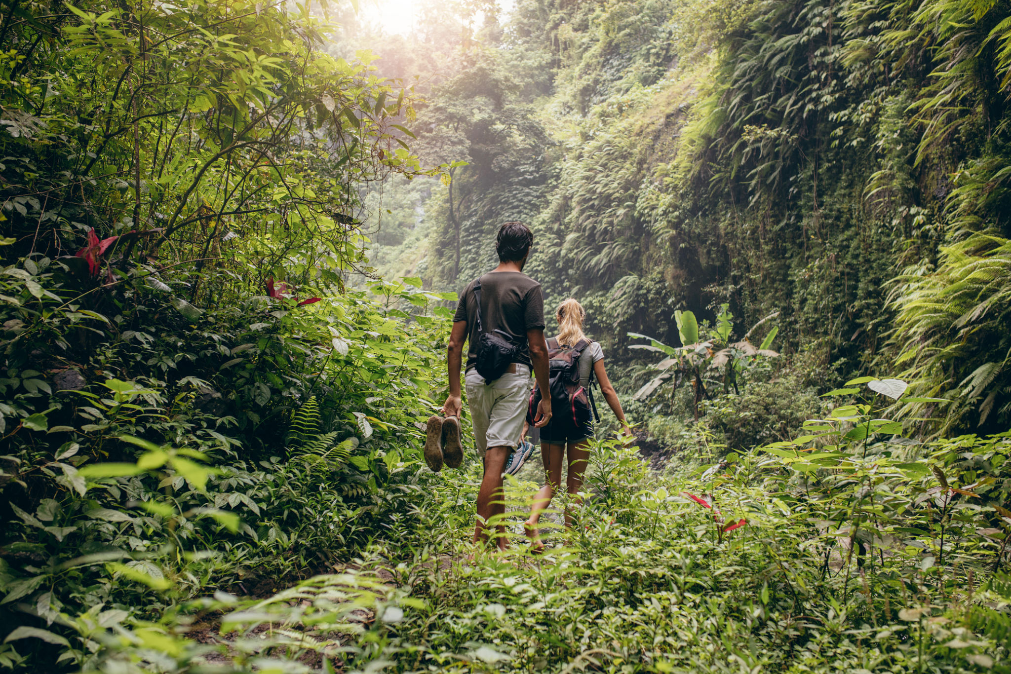 rainforest hiking