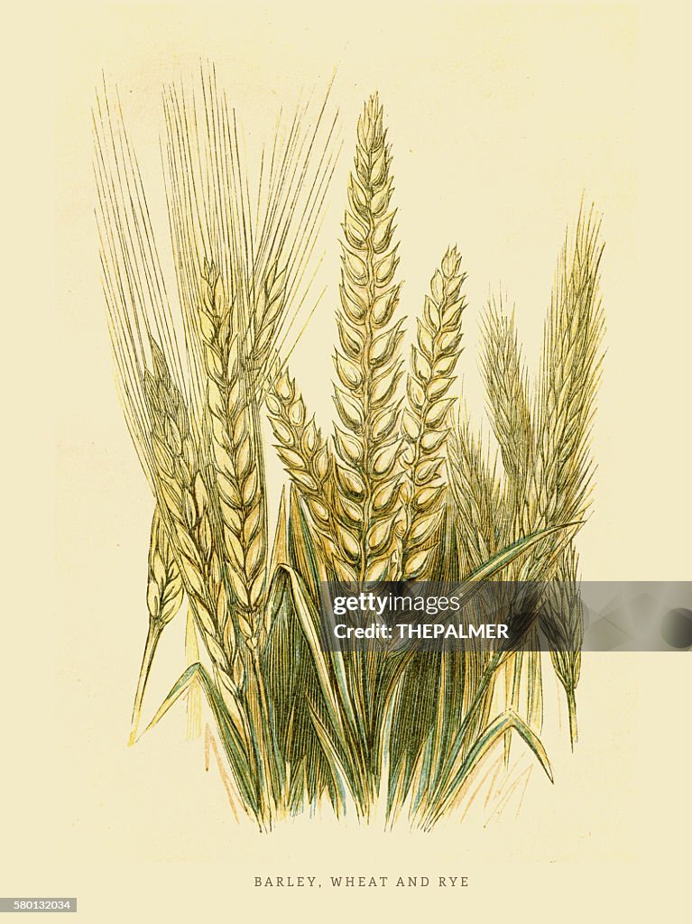 Wheat Barly Rye Barley Rye And Wheat Illustration 1851 High-Res Vector Graphic - Getty ...