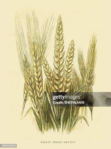 barley rye and wheat illustration 1851 - wheat stock illustrations