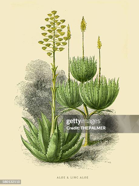 326点のアロエイラスト素材 Getty Images 326点のアロエイラスト素材 Getty Images