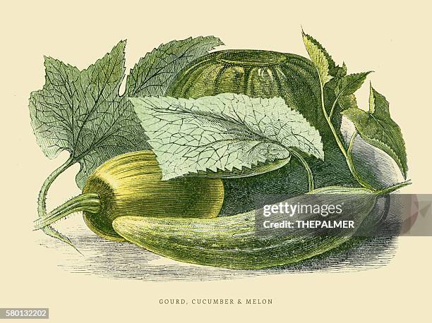 gourd cucumber melon illustration 1851 - vintage pumpkin lithograph stock illustrations