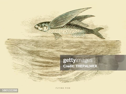 Ilustración 1851 de los pescados del vuelo Ilustración 1851 de los pescados del vuelo