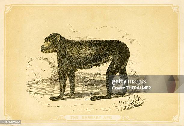 Savare Drawing 135 Savage Drawing Stock Photos, High-Res Pictures, and Images - Getty ...