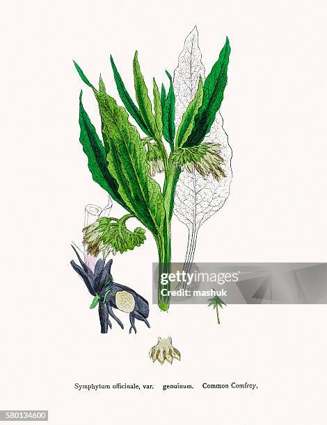 comfrey medicinal plant - comfrey stock illustrations