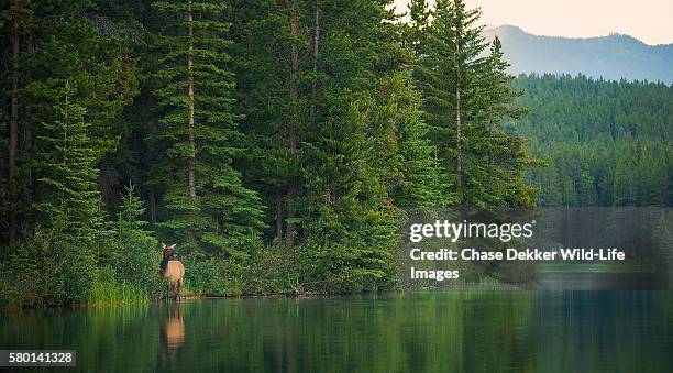 cow rocky mountain elk - floresta de boreal imagens e fotografias de stock