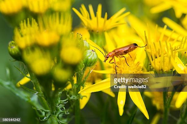 common red soldier beetle between oxford ragwort flowers - liverpool beatles stock pictures, royalty-free photos & images