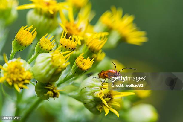 common red soldier beetle facing the camera - liverpool beatles stock pictures, royalty-free photos & images