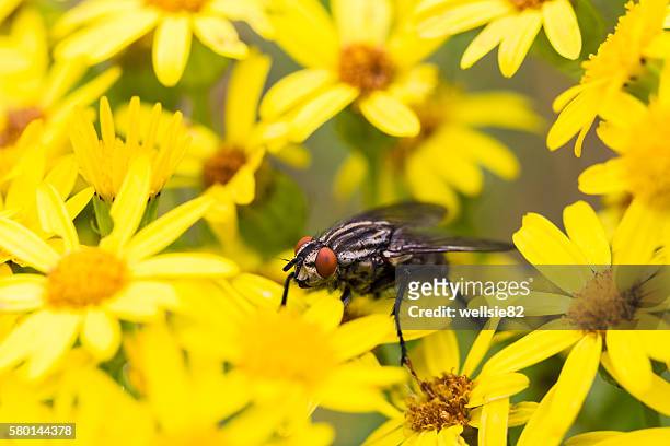 flesh fly framed by oxford ragwort flowers - mosca carnaria foto e immagini stock