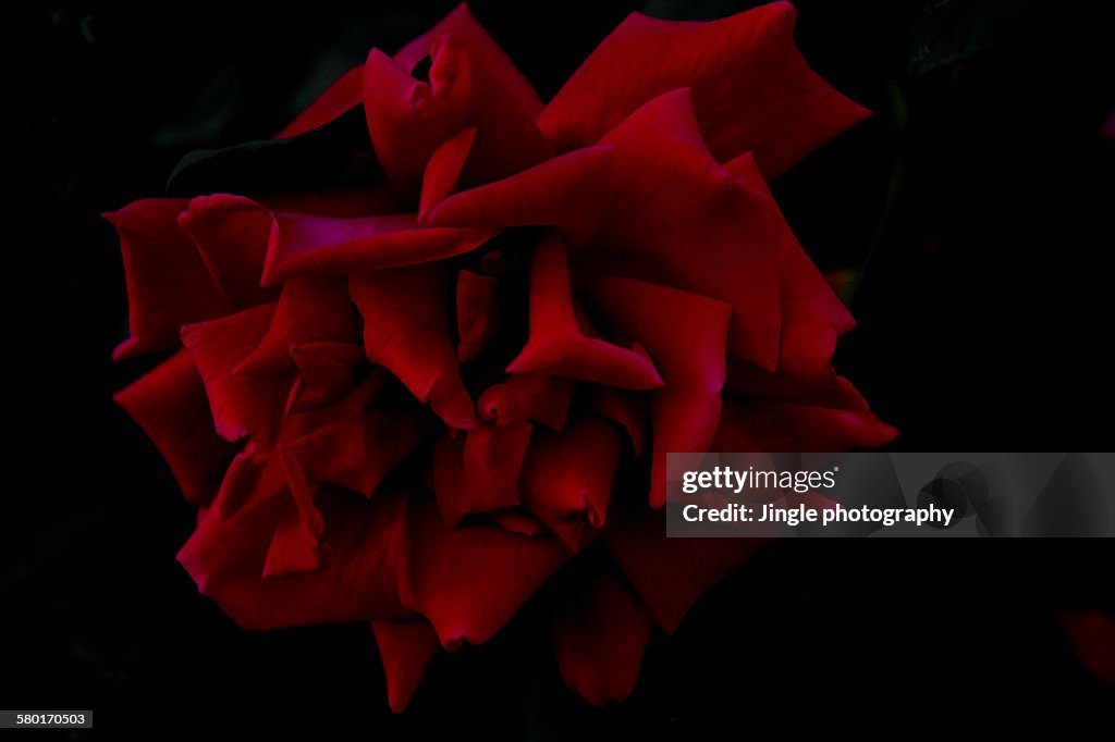 Red rose in dark