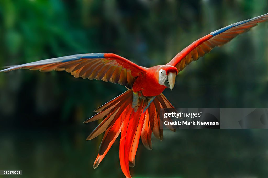 Scarlet Macaw in flight