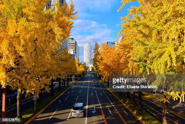 ginkgo biloba - aichi prefecture stock pictures, royalty-free photos & images