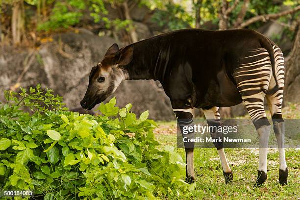 649 Okapi Photos and Premium High Res Pictures - Getty Images 649 Okapi Photos and Premium High Res Pictures - Getty Images