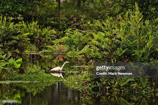 great egret in swamp - everglades nationalpark stock-fotos und bilder