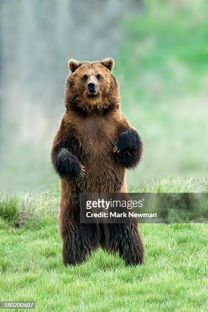 grizzly bear - bear standing stock pictures, royalty-free photos & images