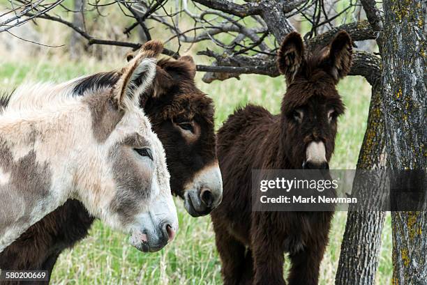 wild burros - asino animale foto e immagini stock