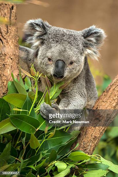 koala - koala - fotografias e filmes do acervo