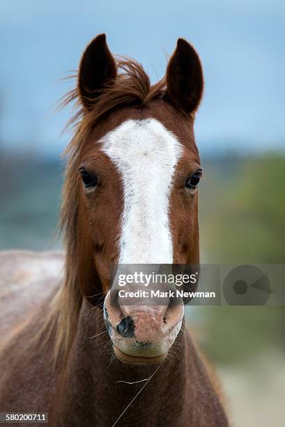 wild horses - cheval de face photos et images de collection