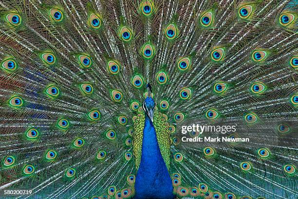 peacock - påfågel bildbanksfoton och bilder