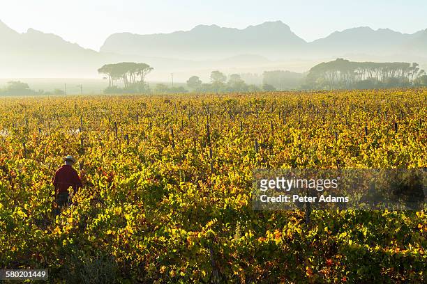 vineyard at sunrise, stellenbosch, cape town - stellenbosch stockfoto's en -beelden