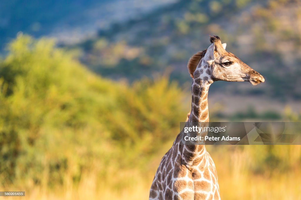 Giraffe, Pilanesburg National Park, Johannesburg