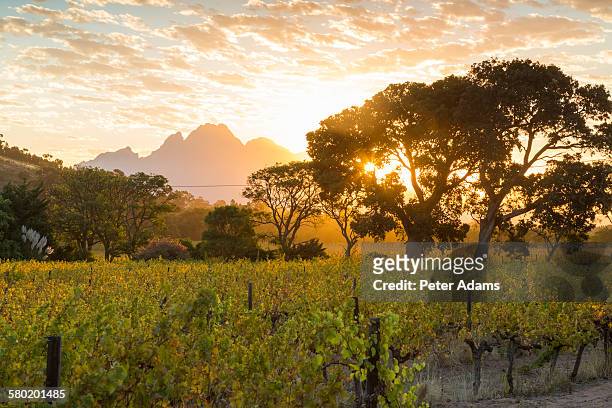 vineyards in winelands, province, south africa - franschhoek stock-fotos und bilder