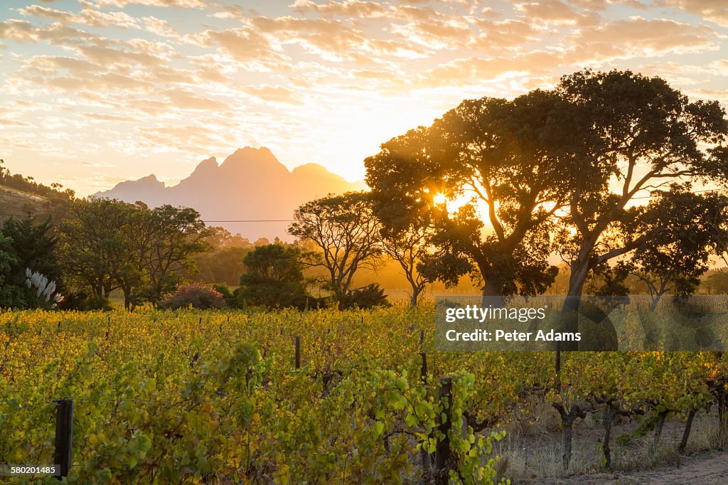 Vineyards in Winelands, Province, South Africa