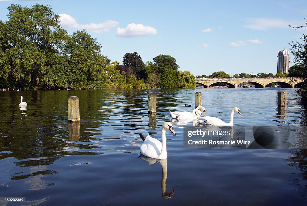 Swans on Long lake