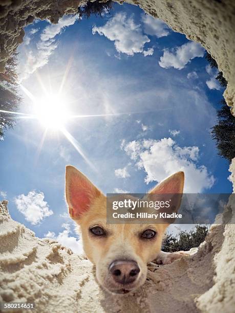 chihuahua looking into hole - chihuahua desert stock-fotos und bilder