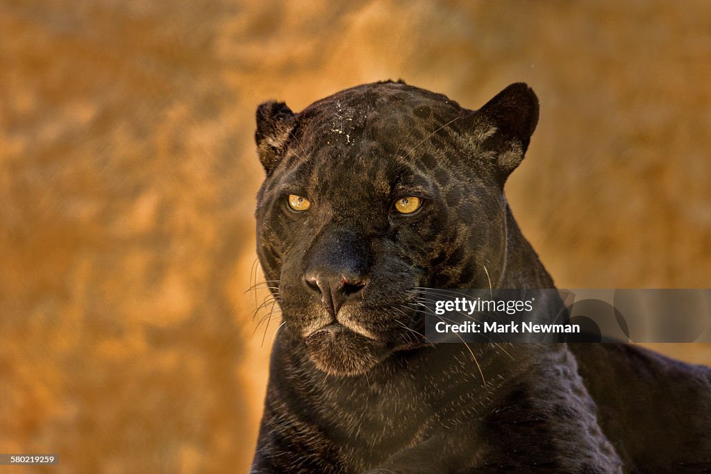 Black jaguar