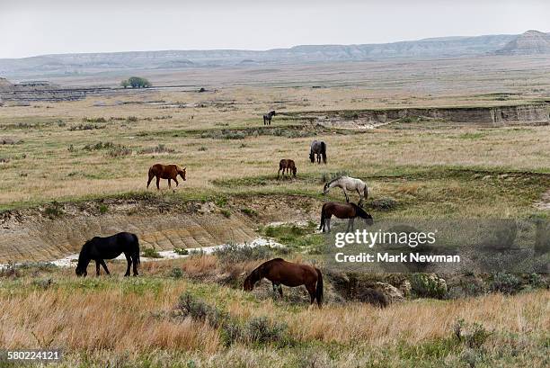 Wild Horses High-Res Stock Photo