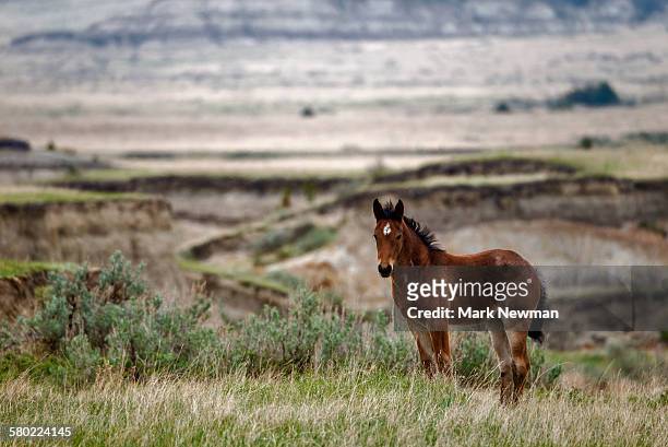 wild horses - one animal stock pictures, royalty-free photos & images