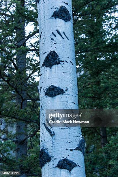 grizzly bear claw markings on tree - bear claw mark stock pictures, royalty-free photos & images