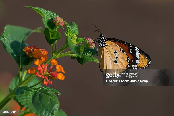 plain tiger (danaus chrysippus) - mariposa monarca africana fotografías e imágenes de stock