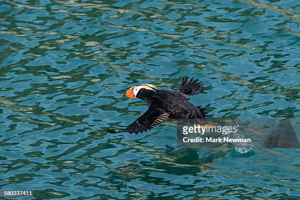 tufted puffin in flight - tufted puffin stock pictures, royalty-free photos & images