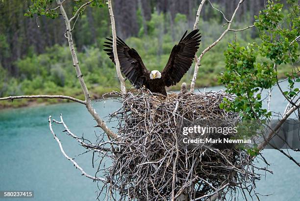 nesting bald eagle - bald eagle chick stock pictures, royalty-free photos & images