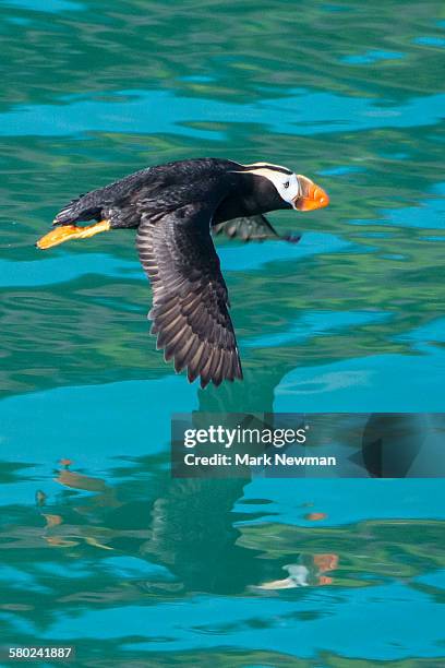 tufted puffin - glacier bay national park stock-fotos und bilder