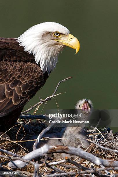 2 675 Eagles Nest Stock Photos High Res Pictures And Images Getty 2-675-eagles-nest-stock-photos-high-res-pictures-and-images-getty