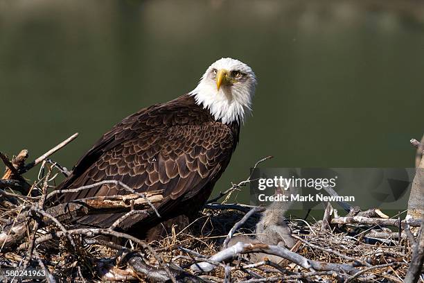 nesting bald eagle - bald eagle chick stock pictures, royalty-free photos & images
