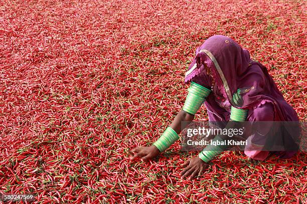 setting her red carpet - pakistan stock-fotos und bilder