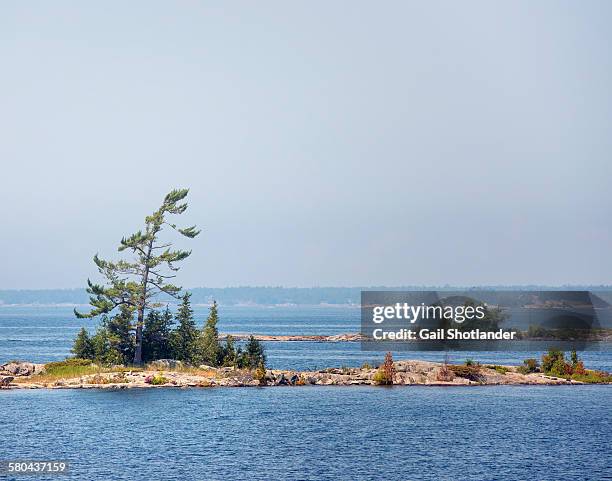 tree on sparse small rock island - parry sound stock pictures, royalty-free photos & images