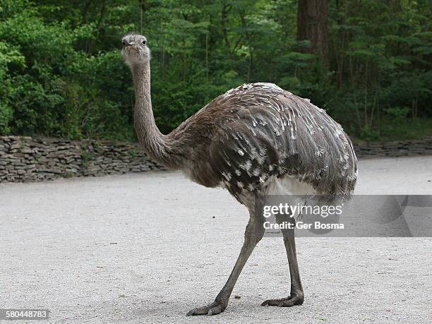 Dinosaur Rhea Darwins Rhea Photos and Premium High Res Pictures - Getty Images