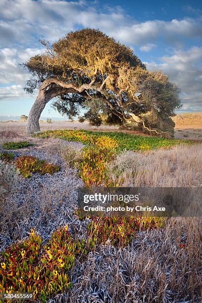 the bending oak at fort ord, seaside, ca - pebble beach california stockfoto's en -beelden