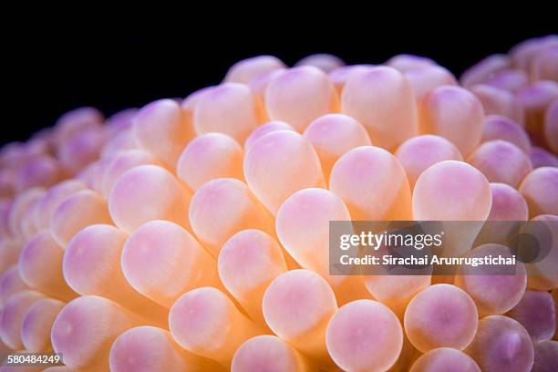 tentacles of sea anemone - cnidarian - fotografias e filmes do acervo