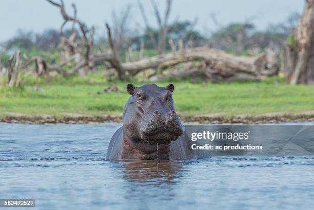 hippopotamus swimming in remote water hole - hippopotame photos et images de collection