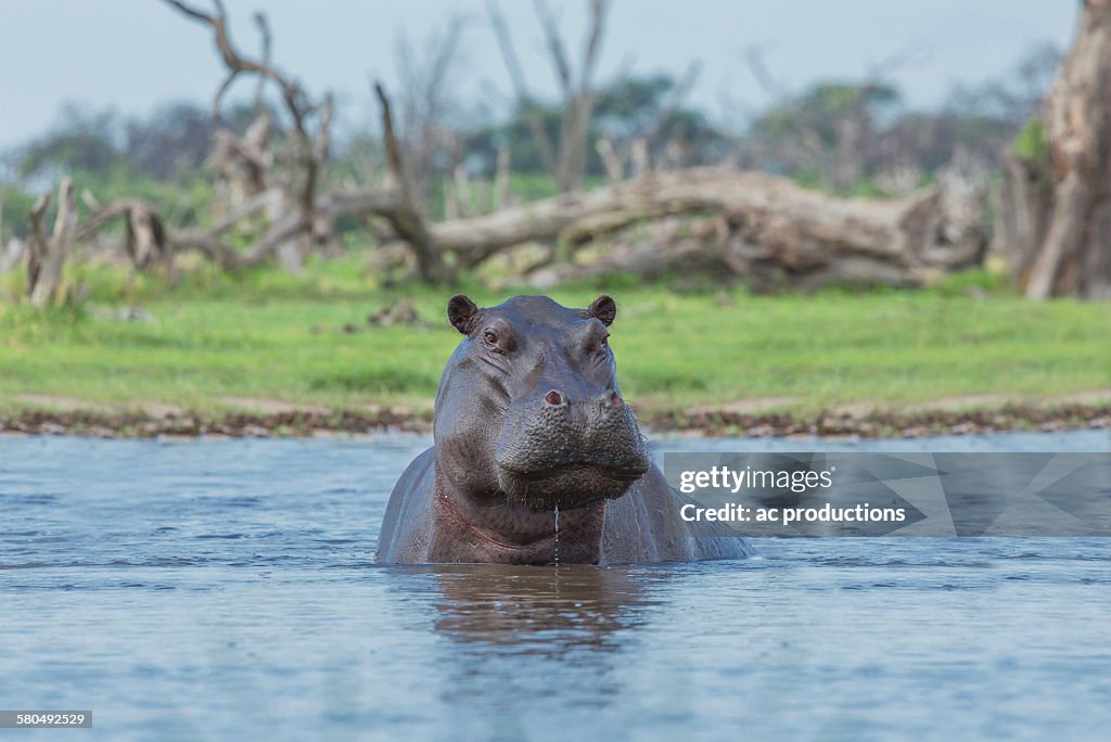 Hippopotamus swimming in remote water hole