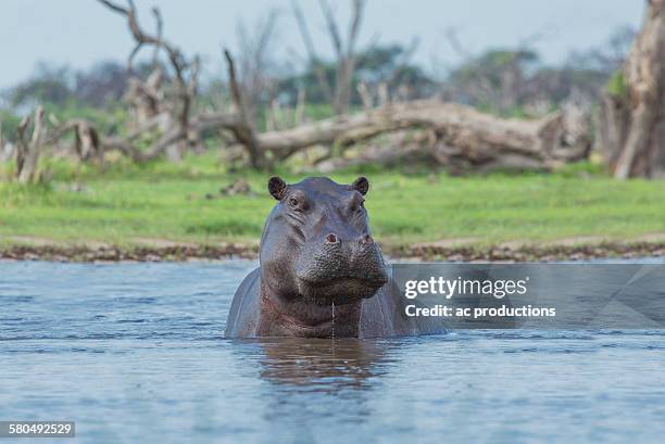 hippopotamus swimming in remote water hole - hippopotamus stock pictures, royalty-free photos & images