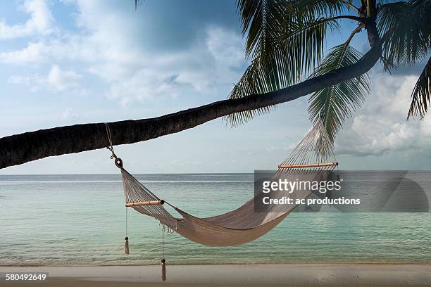 hammock hanging on palm tree at beach - hammock foto e immagini stock
